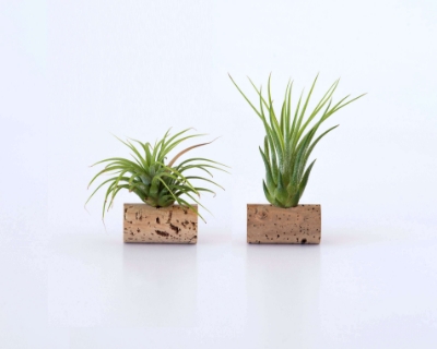 Picture for category Air Plants