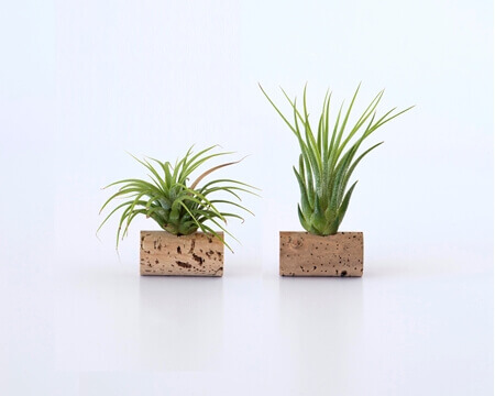 Picture for category Air Plants