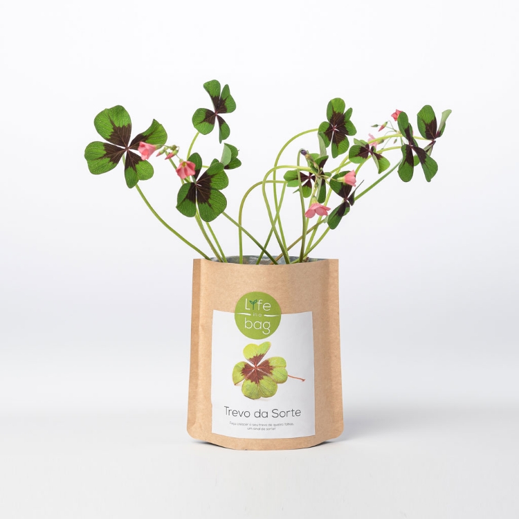 Grow Bag Trevo da Sorte - Good luck clover