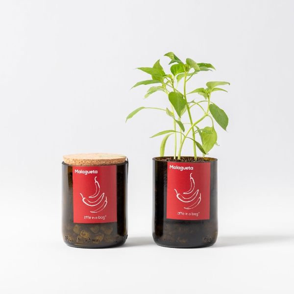 Bottle Garden Malagueta