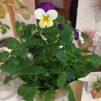 Grow your own wild pansy in this bag