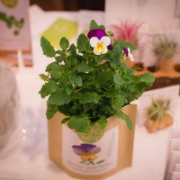 Grow your own wild pansy in this bag