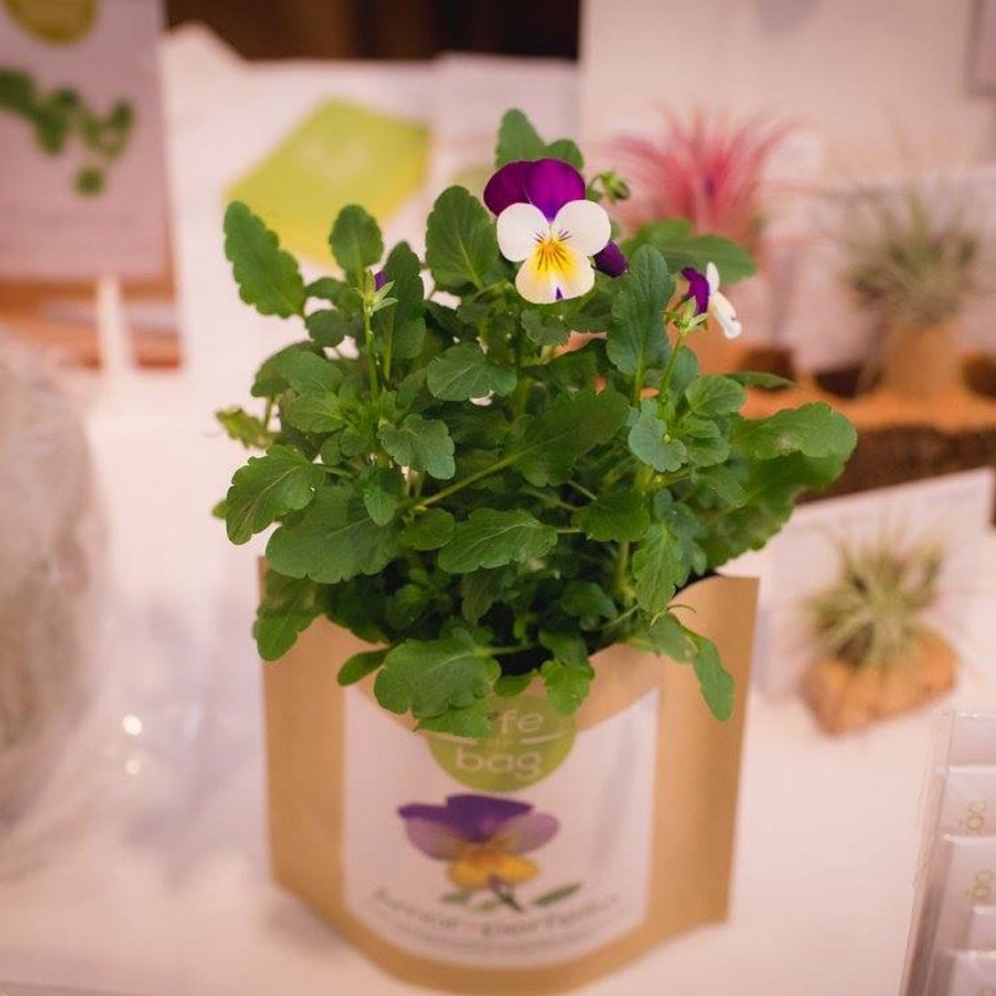 Grow your own wild pansy in this bag