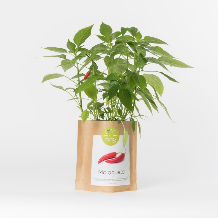 Grow your own chili pepper in this bag