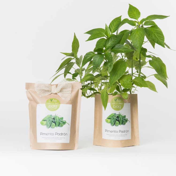 Grow your own Padron pepper in this bag