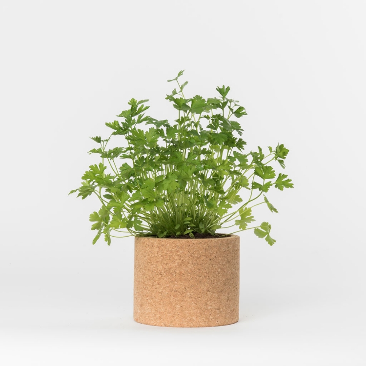 Grow your own parsley in this cork pot