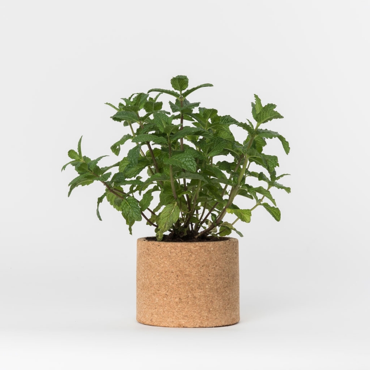 Grow your peppermint in this cork pot