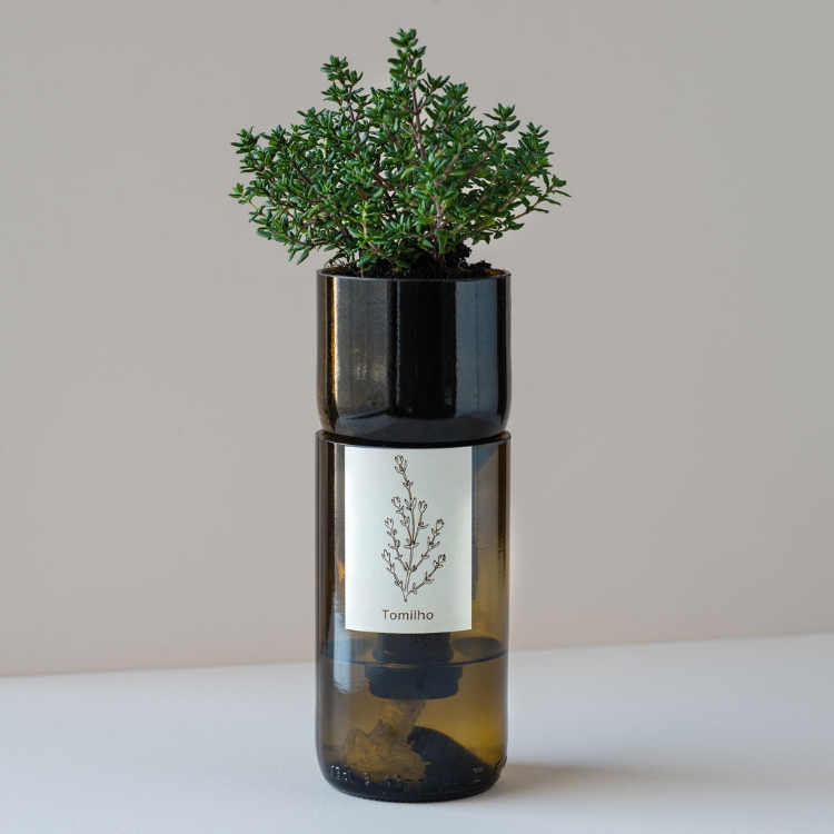 Grow thyme in this bottle