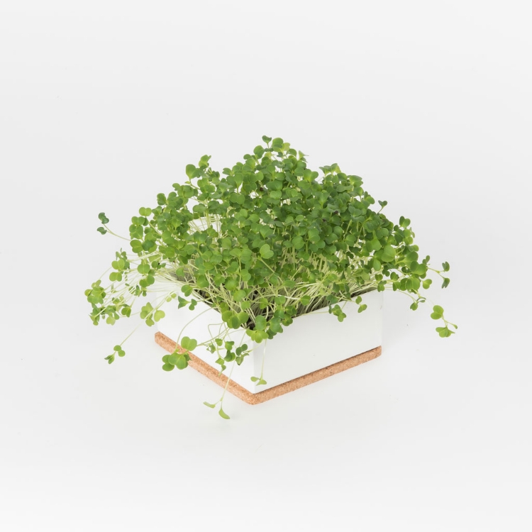 Grow microgreens of broccoli