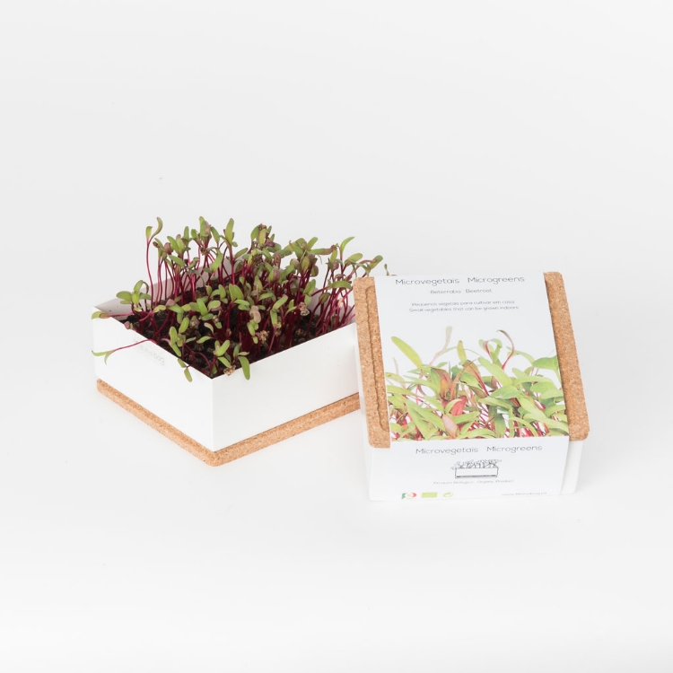 Grow microgreens of beetroot