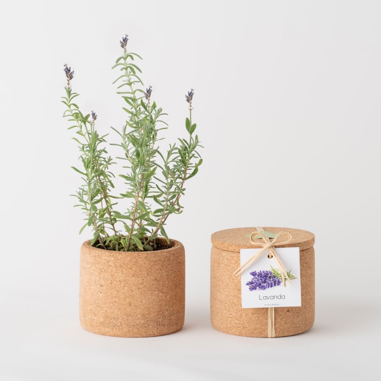 Imagem de Grow Cork Lavanda