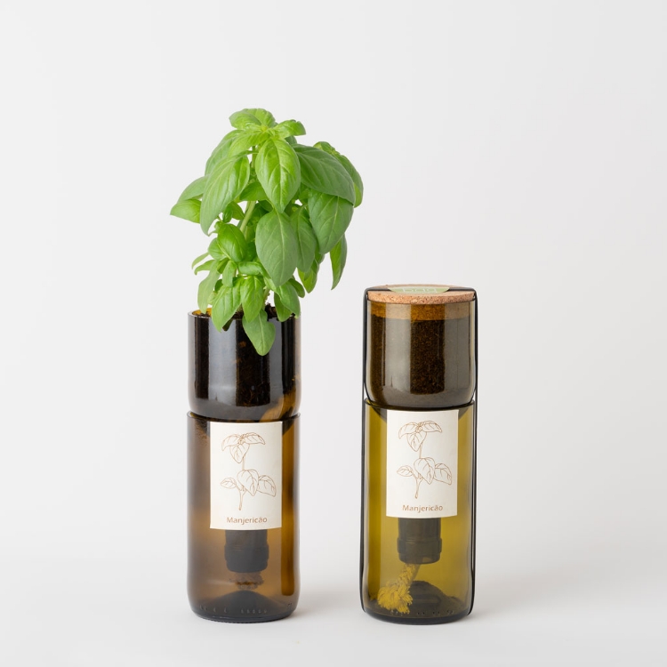 Grow basil in this bottle