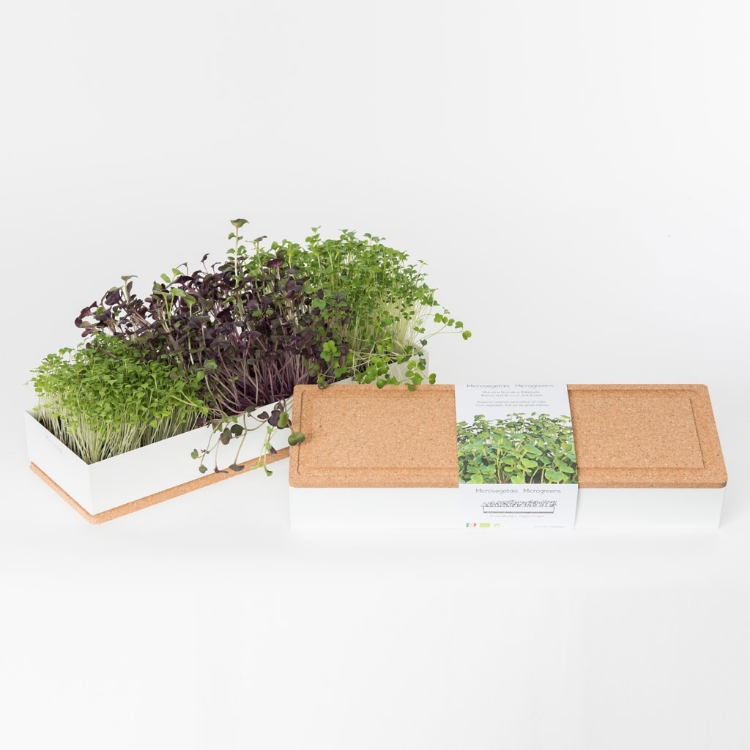 Grow microgreens of radish, broccoli and rocket