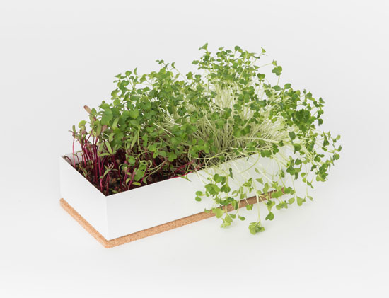 The benefits of microgreens for healthy eating
